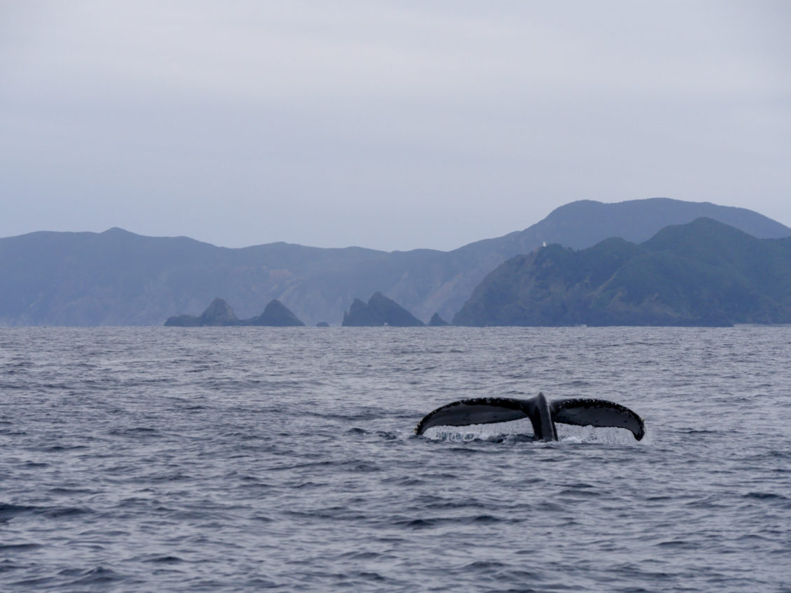 Whale Watching off the Coast of Amami