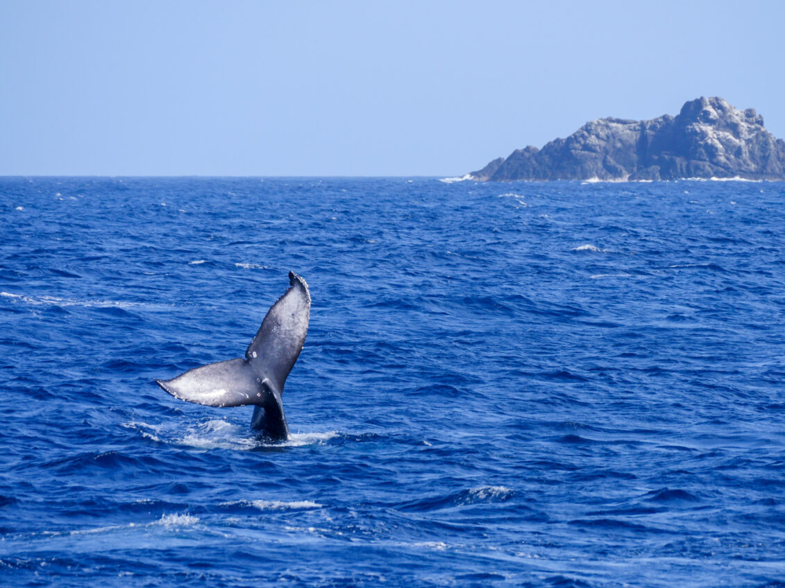 End of Winter Whale Watching Season