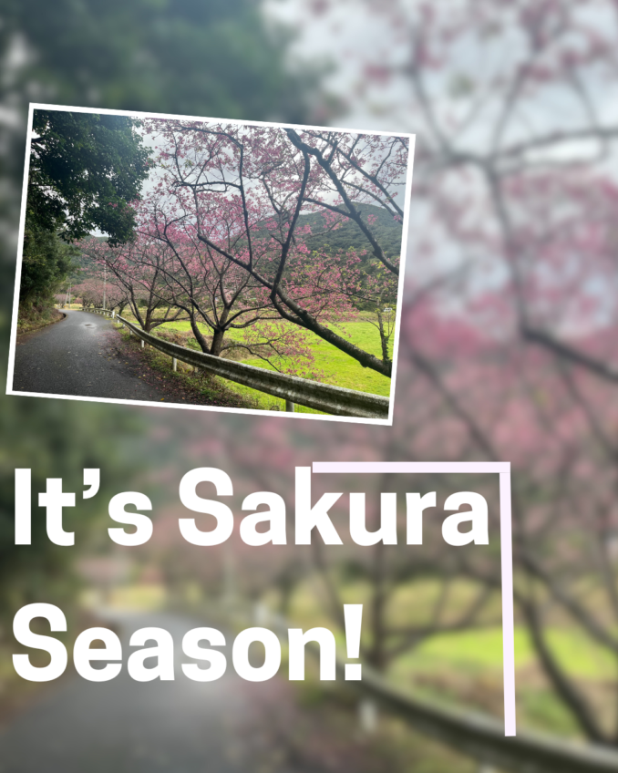 An Early Start to Sakura Season
