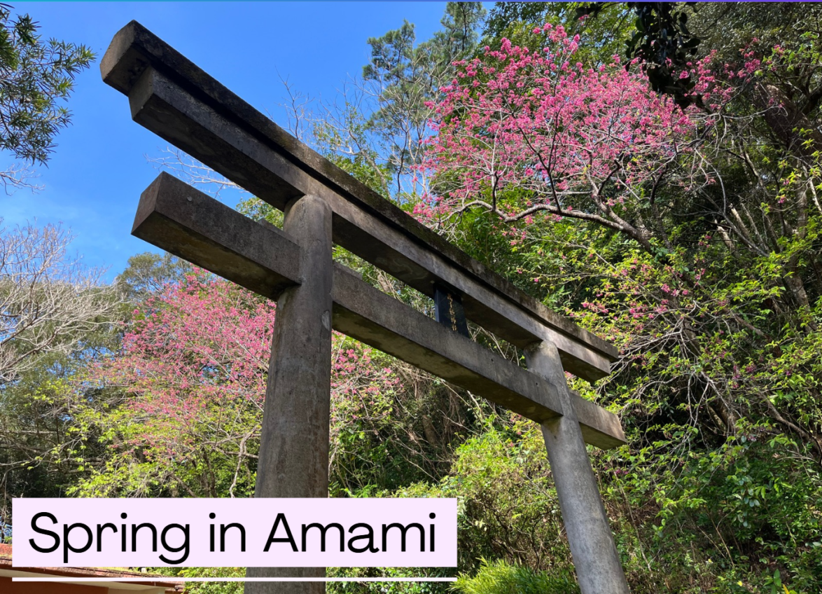 Spring Destinations in Amami